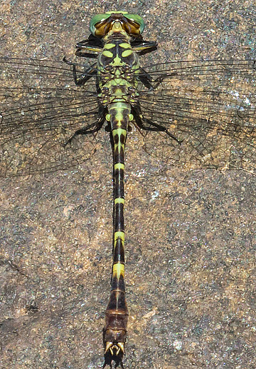 Microgomphus nyassicus